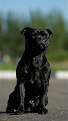 a small black dog sitting on the ground