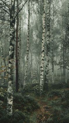 a forest with lots of trees and grass