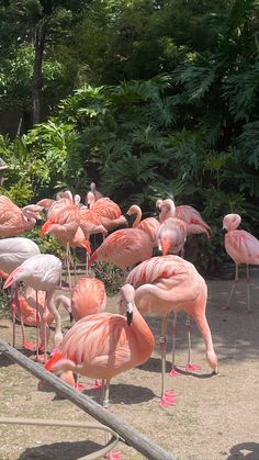 a group of flamingos standing around in the dirt