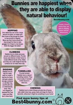 an advertisement for bunnies are happiest when they are able to display natural behavior