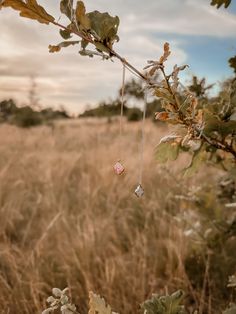 a necklace hanging from a tree branch in the middle of an open field with tall grass