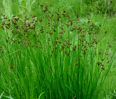 Rush Swordleaf  Seeds Juncus Ensifolius Seeds Brownish Purple, Perennial Herbs, Mid Summer