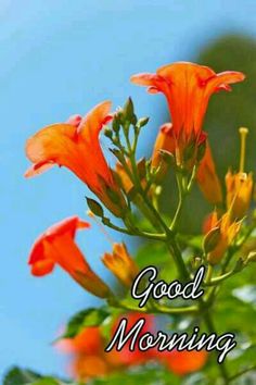 an orange flower with the words good morning on it