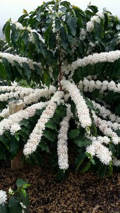 white flowers are blooming in the ground next to green leaves and shrubbery on a cloudy day