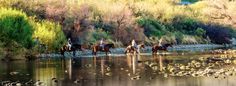 three people riding horses across a river with ducks in the water and trees behind them