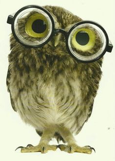 an owl with big yellow eyes and glasses on it's head is standing in front of a white background