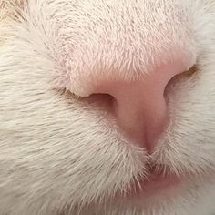 the nose of a cat with white fur