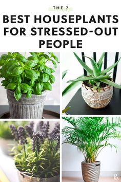 Best Houseplants, نباتات منزلية, Household Plants, Inside Plants, Best Indoor Plants, Air Purifying Plants, Bedroom Plants, House Plants Indoor, Outdoor Plants