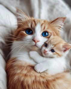 an orange and white cat with blue eyes cuddles on another kitten's back