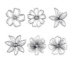 four different types of flowers in black and white stock photo, images and royalty illustrations