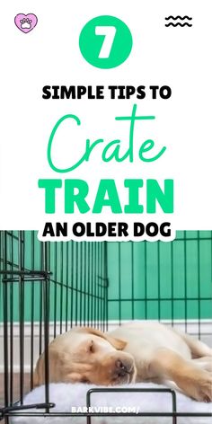 7 Simple Tips to Crate Train an Older Dog Brain Games For Dogs, Easiest Dogs To Train, Dog Training Treats, Dog Pee