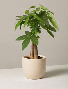 a potted plant with green leaves in it