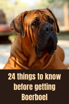 a large brown dog with the words, 24 things to know before getting a boerbo