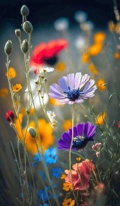 wildflowers and other flowers in a field