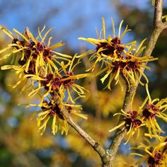 yellow flowers are blooming on a tree branch