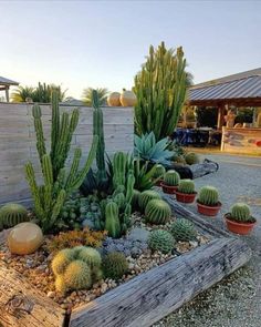 Outdoor Cactus Garden Landscaping, Diy Cactus Garden Outdoors, Cactus Backyard Landscaping Ideas, Desert Front Yard Landscaping Ideas, Cactus Landscaping Ideas, Tropical Cactus Garden, Front Yard Cactus Landscaping, Jardin Cactus Exterior, Cactus Front Yard