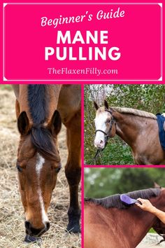 the beginner's guide to mane pulling