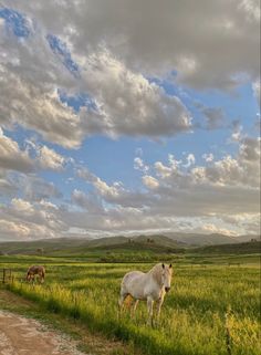 a white horse standing on top of a lush green field next to a dirt road