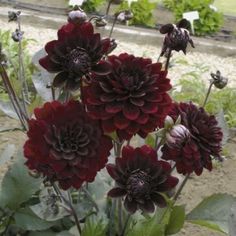 some red flowers are growing in the dirt