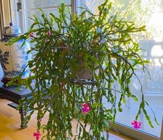 a potted plant sitting on top of a wooden table next to a glass door