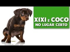 a small dog sitting next to a sign that says xixi e coco no lugar certo