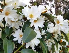 white flowers blooming on the branches of trees