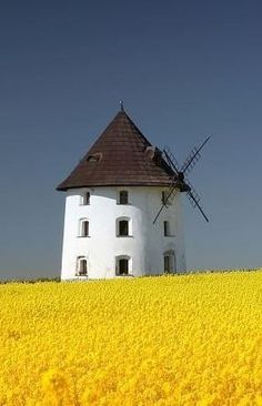 a windmill on top of a hill with yellow flowers