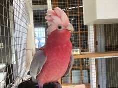 a pink and grey bird sitting on top of a cage