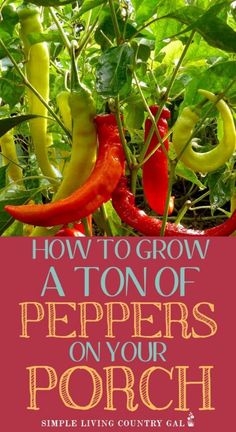 how to grow a ton of peppers on your porch