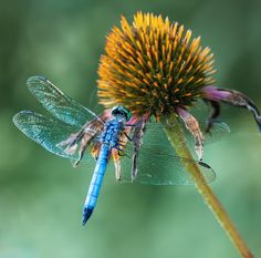 a blue dragonfly sitting on top of a yellow flower