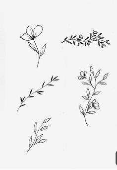 four different flowers and leaves drawn in black ink