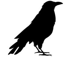 a black crow silhouetted on a white background