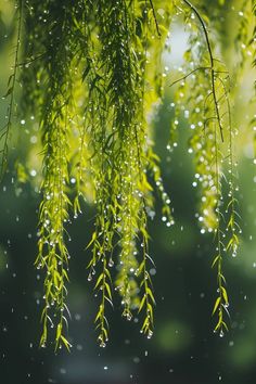 green leaves hanging from a tree with water droplets on them