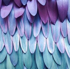 the feathers of a bird are multicolored in pink, blue, and green