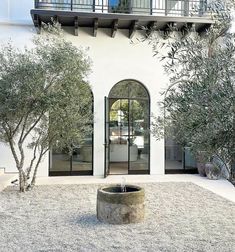 an olive tree in front of a white building with glass doors and balconies