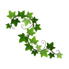 green vine with leaves on white background