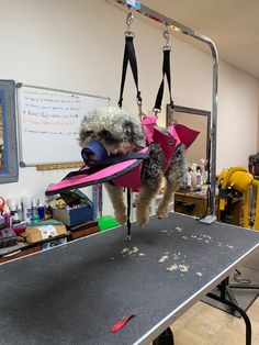 a dog hanging upside down on a table