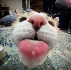 a close up of a cat with its tongue out