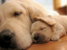 two white dogs sleeping on top of a wooden floor next to each other with their eyes closed