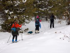 three people on skis in the snow near trees