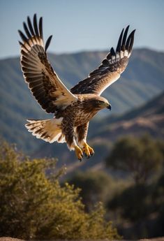 an eagle is flying in the air with its wings spread out and it's talon extended