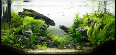 an aquarium filled with green plants and rocks