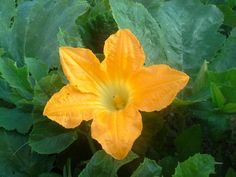 a yellow flower with green leaves in the foreground and on the far side, it appears to be blooming