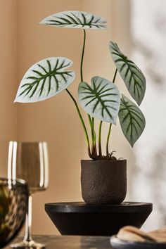 a potted plant sitting on top of a table