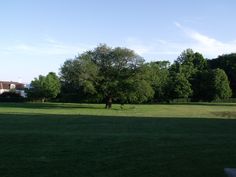 a large grassy field with trees in the background