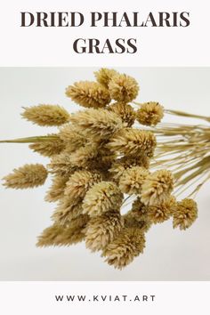 dried phalaris grass with text overlay that reads dried phalaris grass