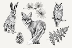 four different types of animals and plants in black and white, with pine cones on each side