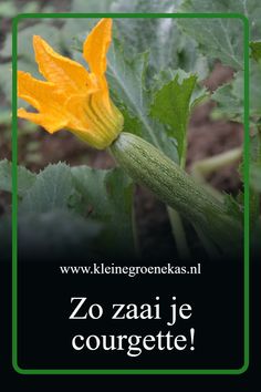 Tips voor het zaaien en kweken van courgette Growing Zucchini, Garden Care, Back Gardens, Gardening For Beginners, Balcony Garden, Growing Vegetables, Garden Shed, Growing Plants, Garden Planning