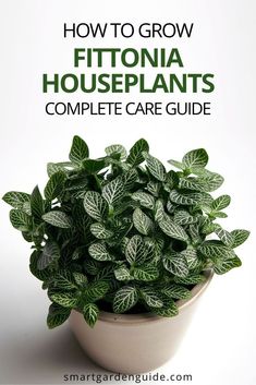 a potted plant with the title how to grow fittonia houseplants complete care guide