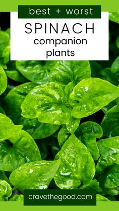 spinach plants with the words best and worst spinach companion plants